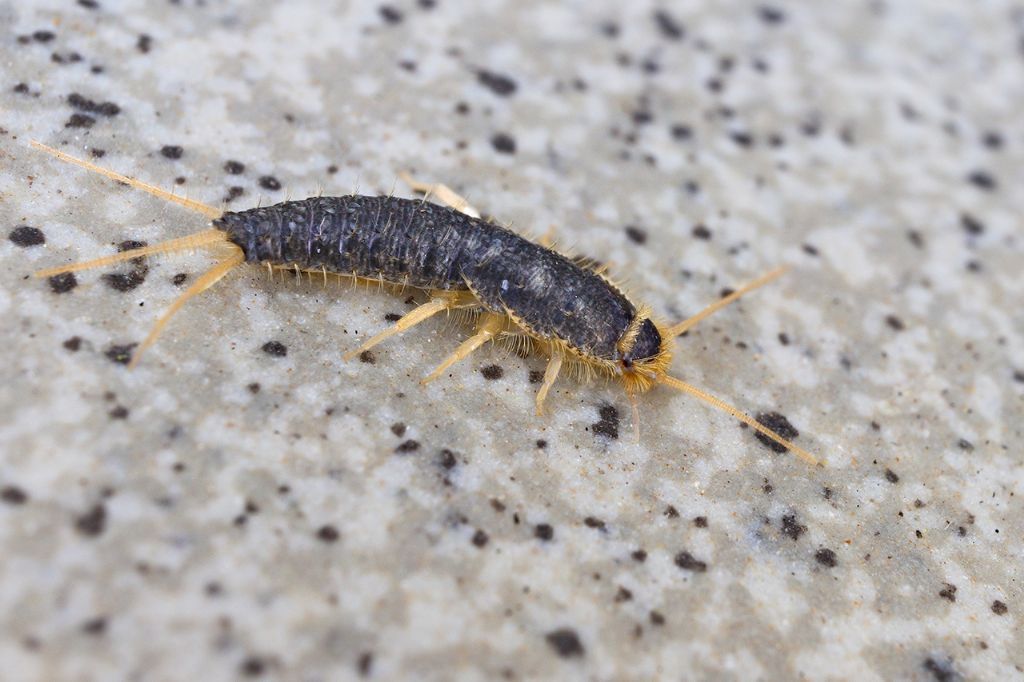 Lepisma saccharina? No, Ctenolepisma sp. (Zygentoma Lepismatidae)
